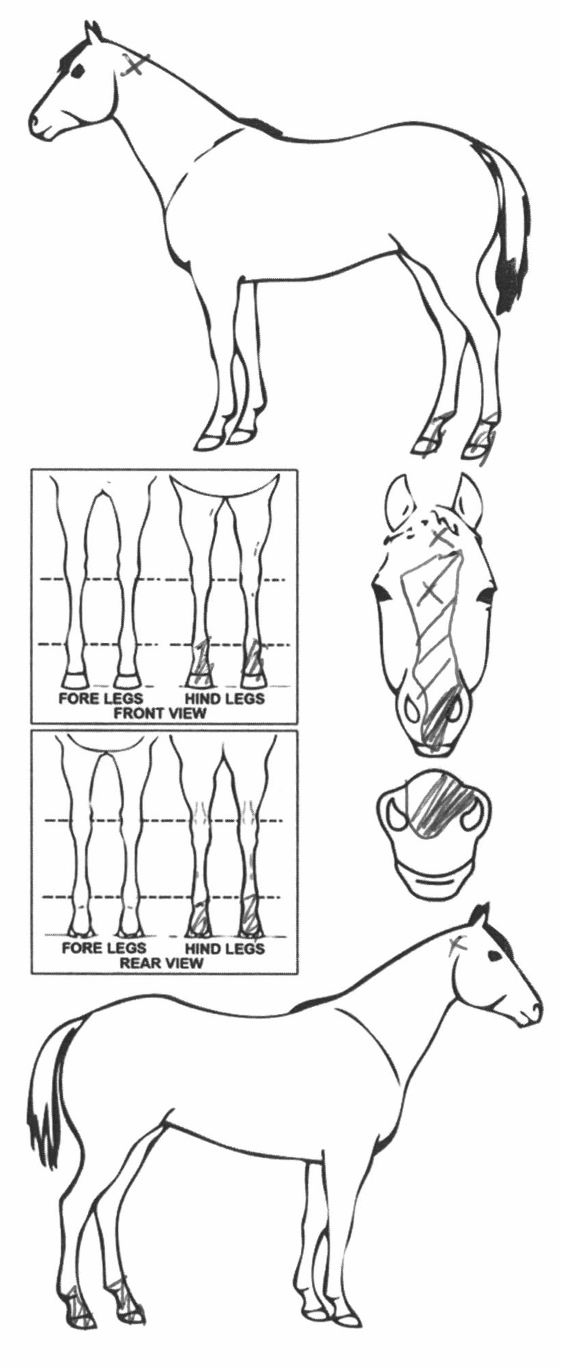 Animals Marking Image