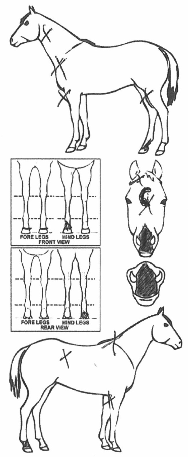 iCompete - Animal Details