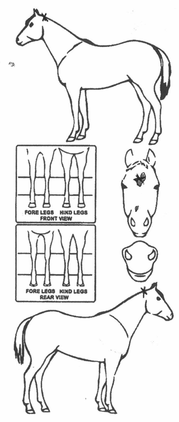 Animals Marking Image