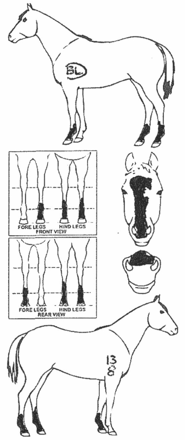 iCompete - Animal Details