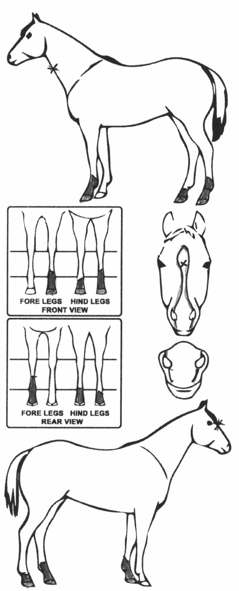 Animals Marking Image