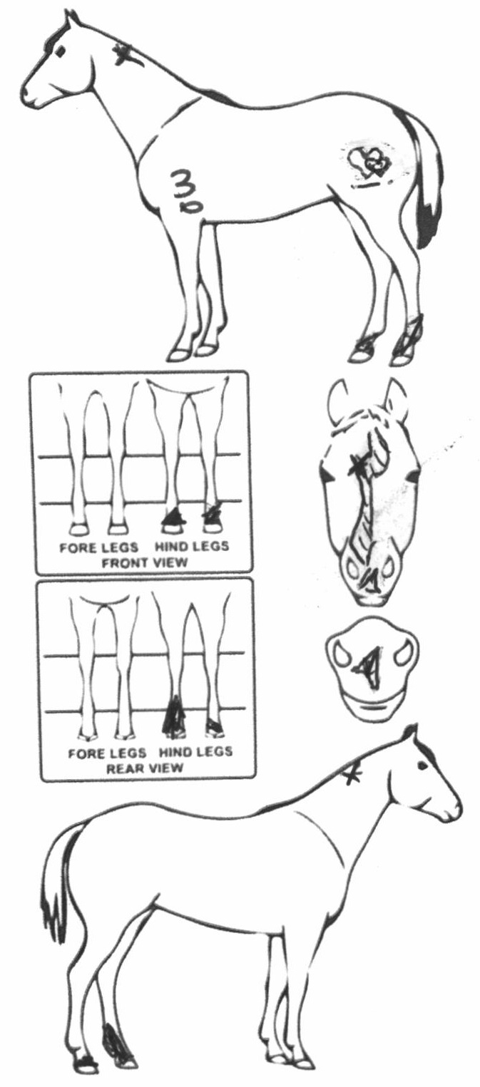 Animals Marking Image