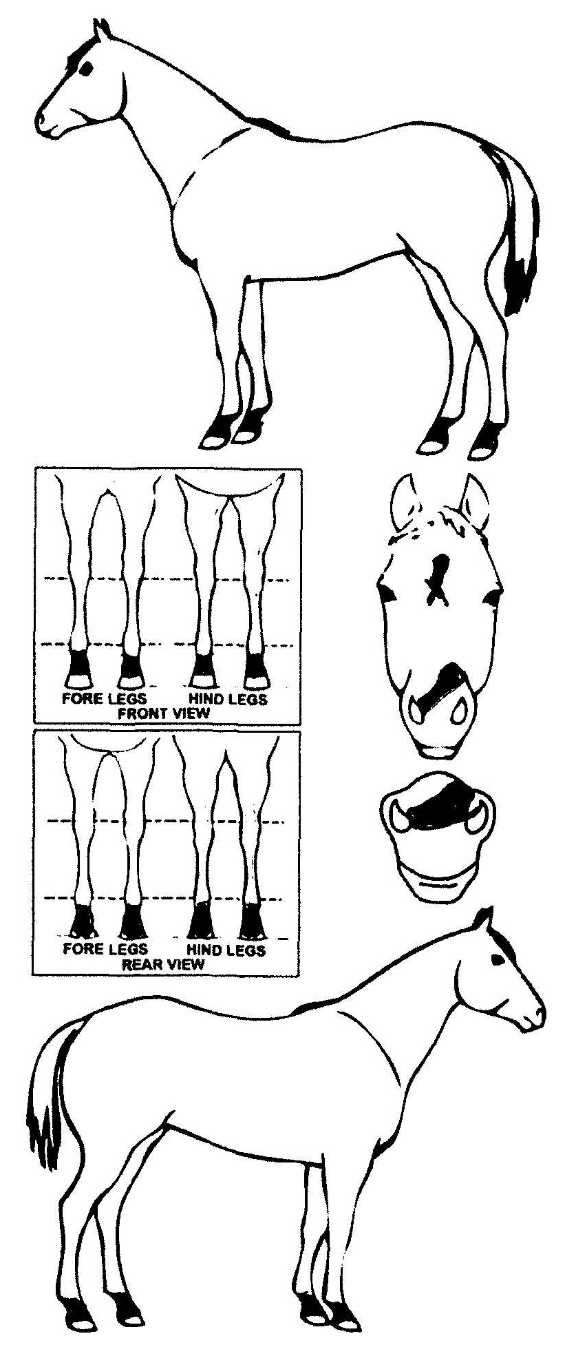 Animals Marking Image