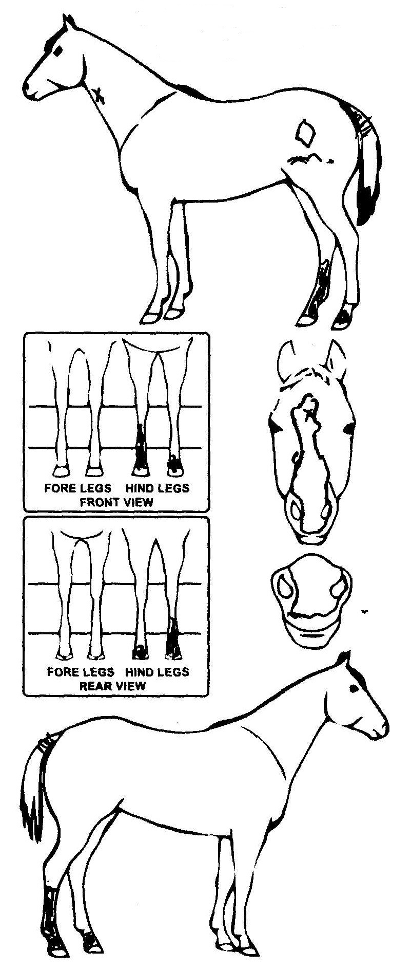 Animals Marking Image