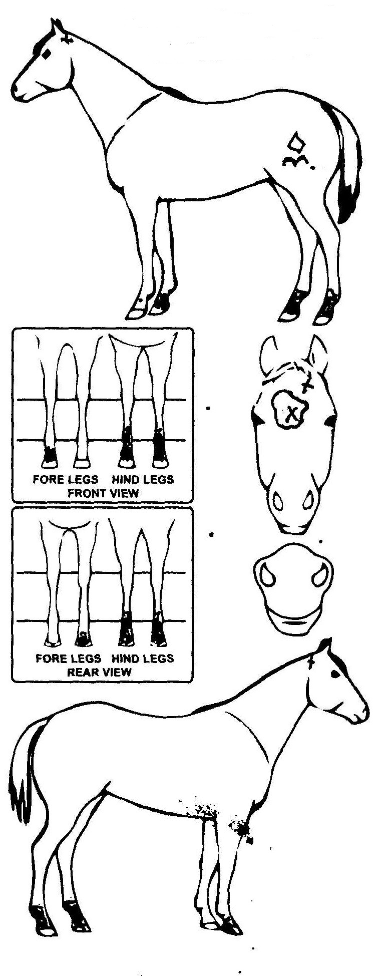 Animals Marking Image