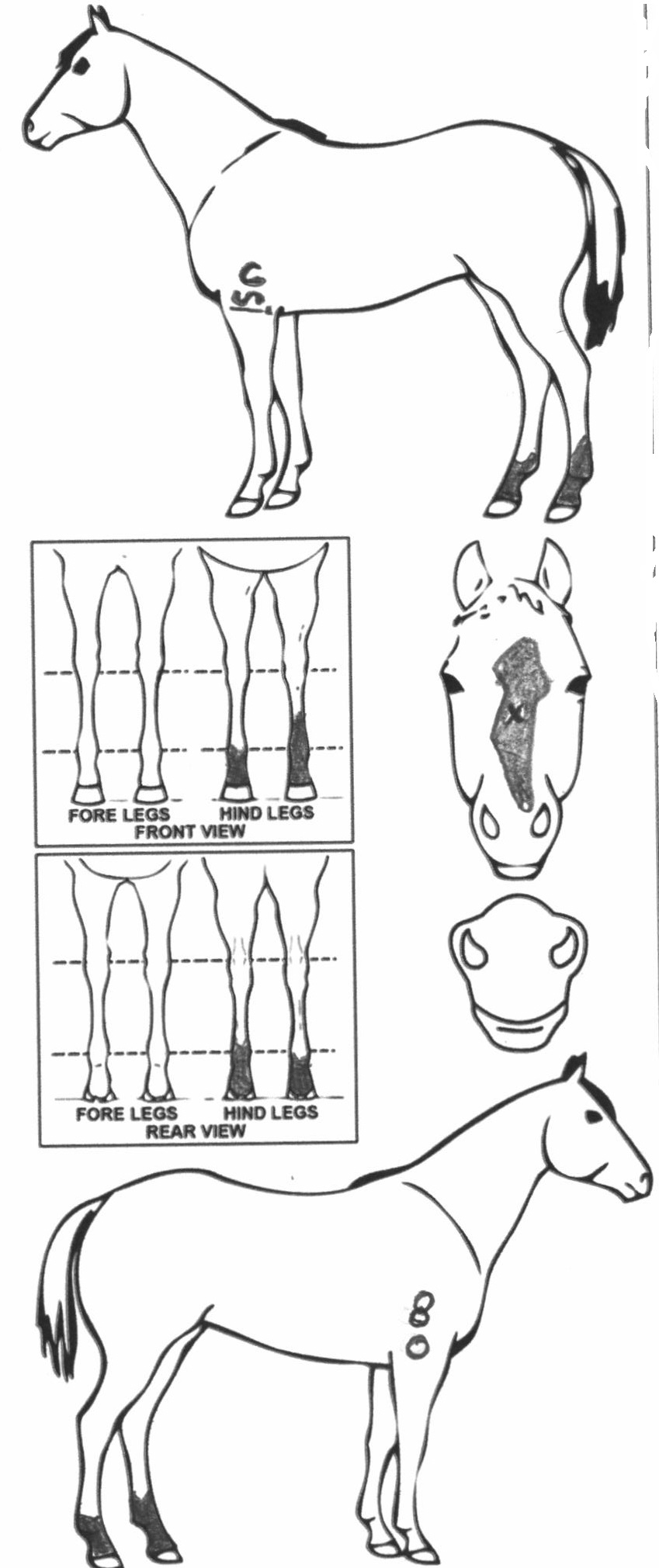 Animals Marking Image