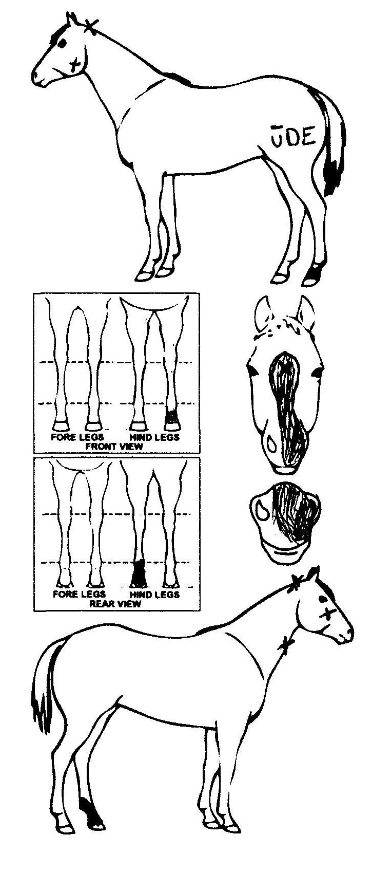 Animals Marking Image