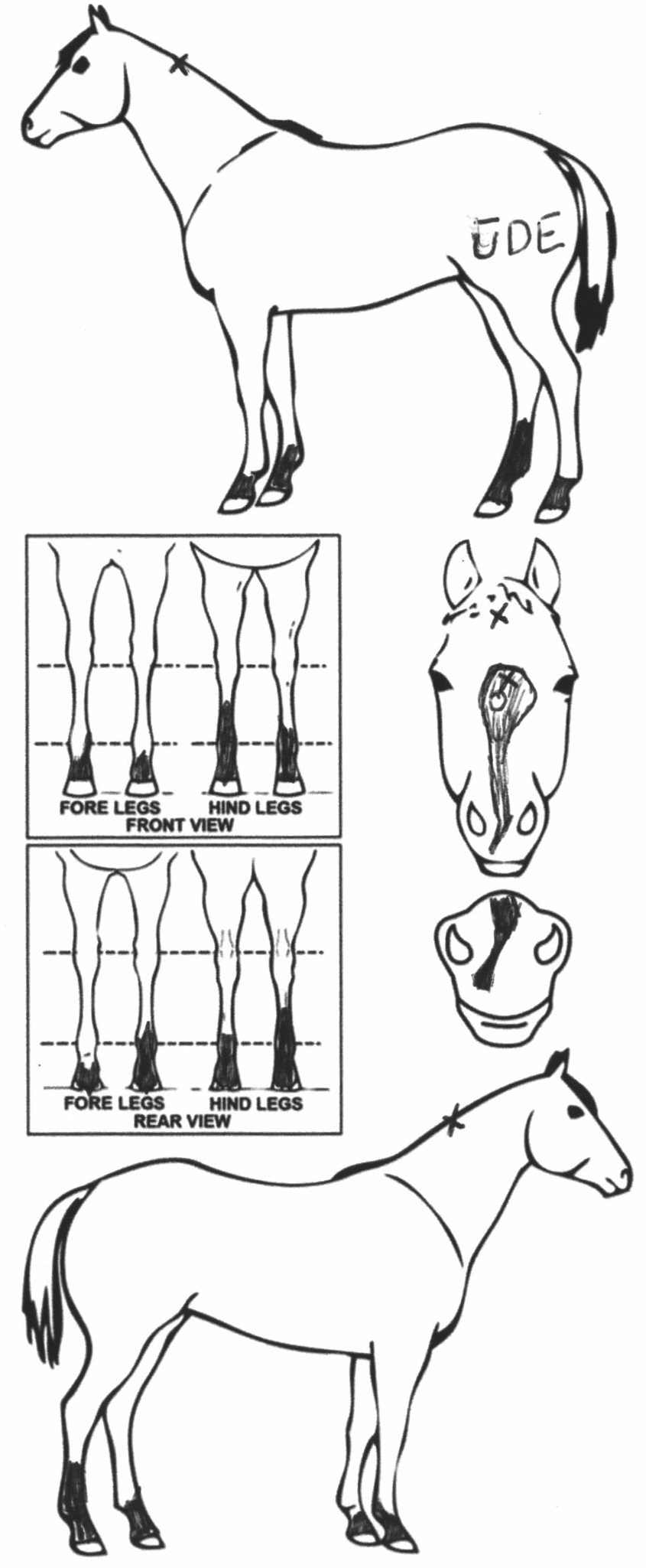 Animals Marking Image