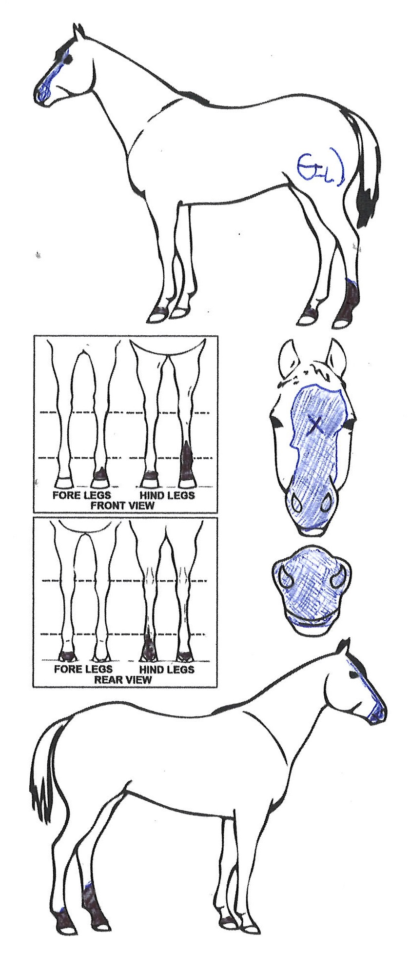 Animals Marking Image