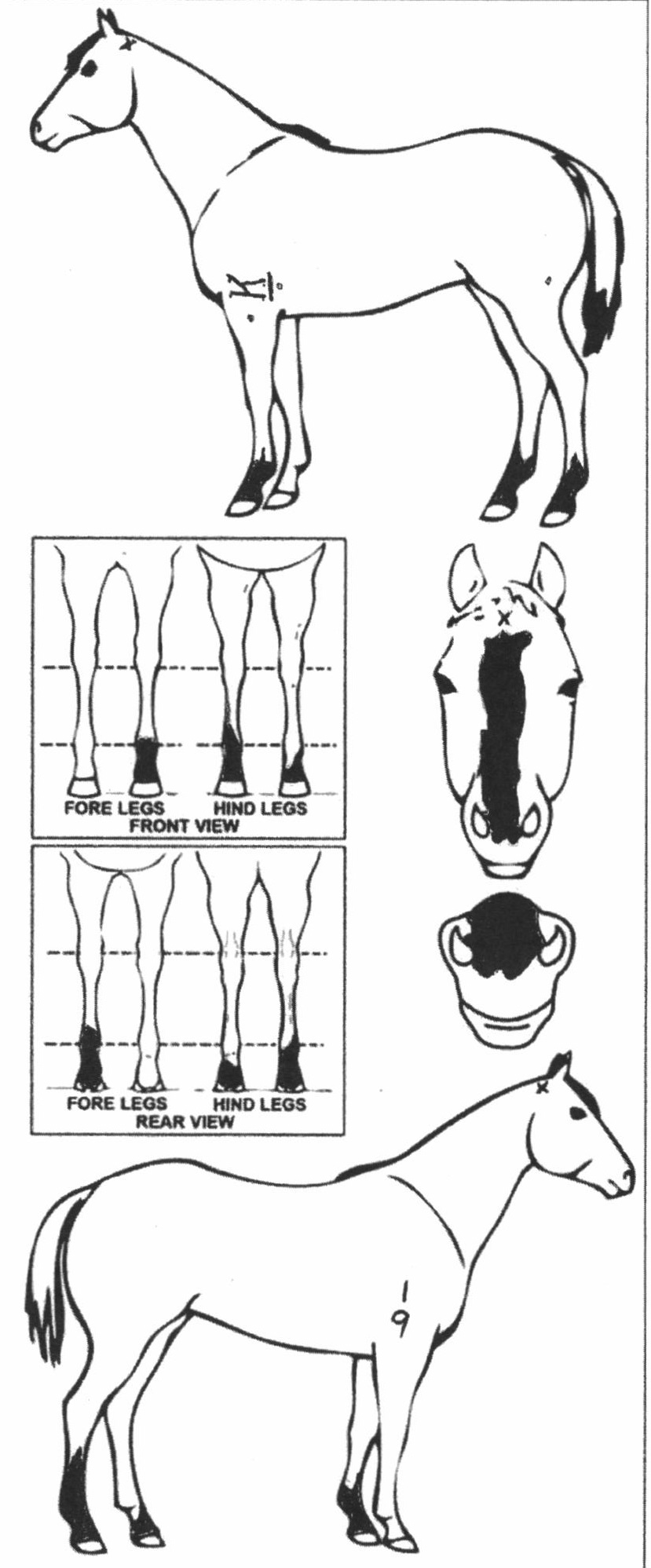 Animals Marking Image