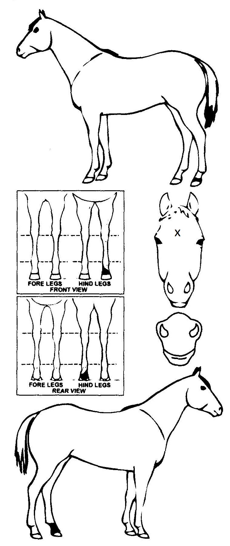 Animals Marking Image