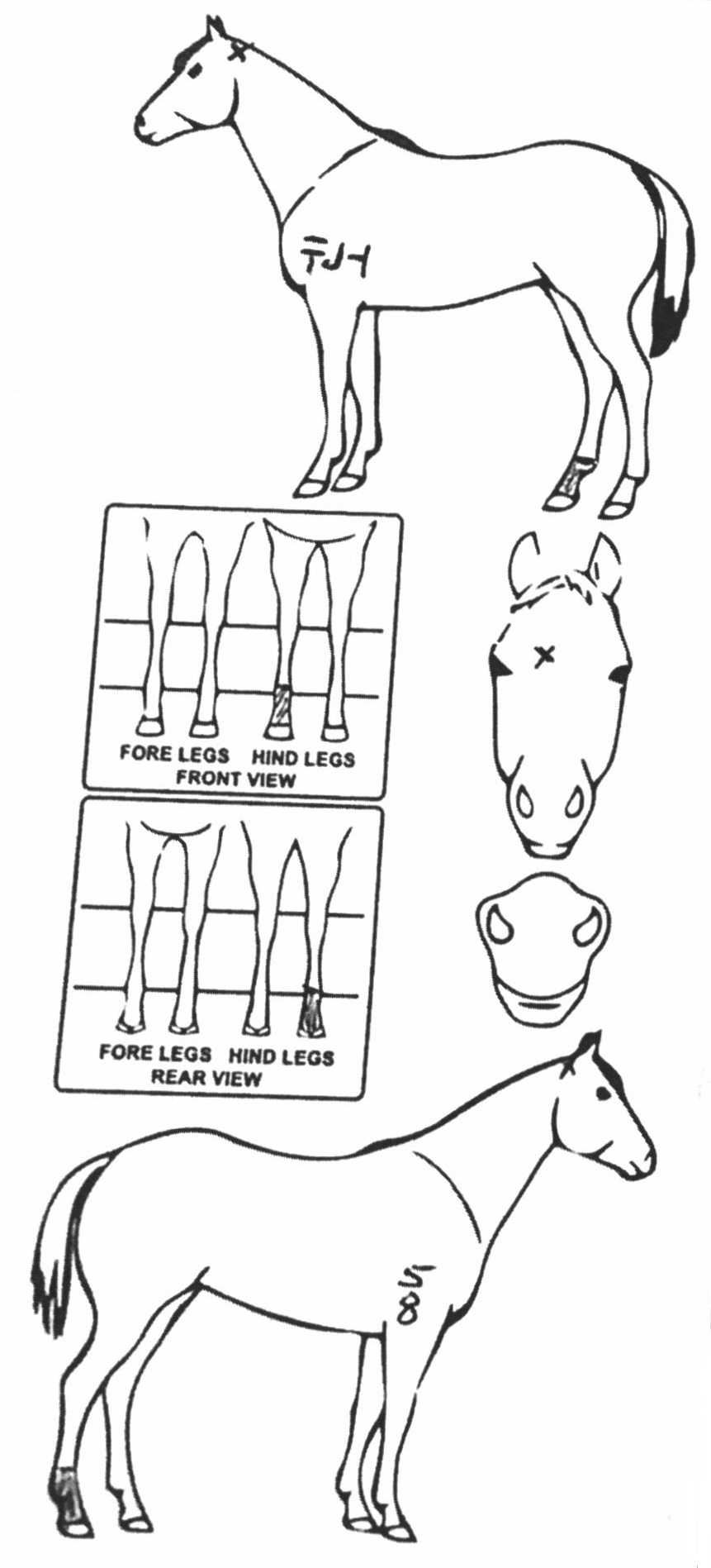 Animals Marking Image