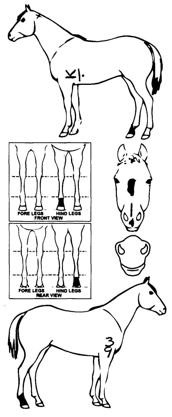 Animals Marking Image