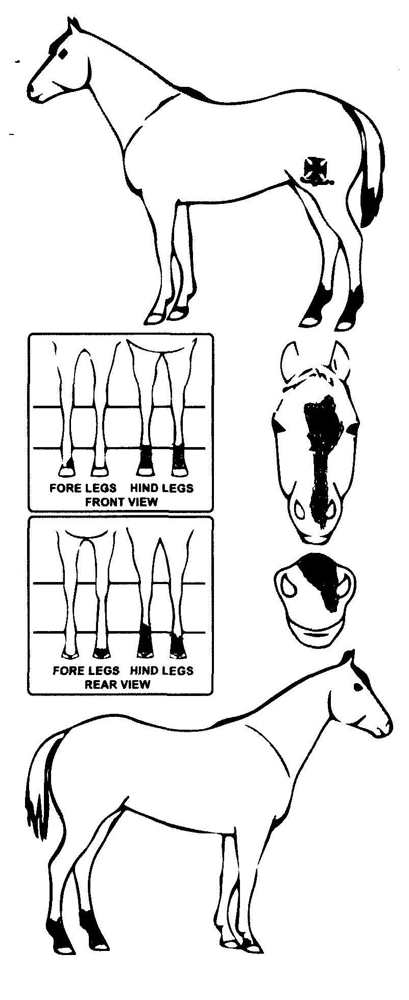 Animals Marking Image