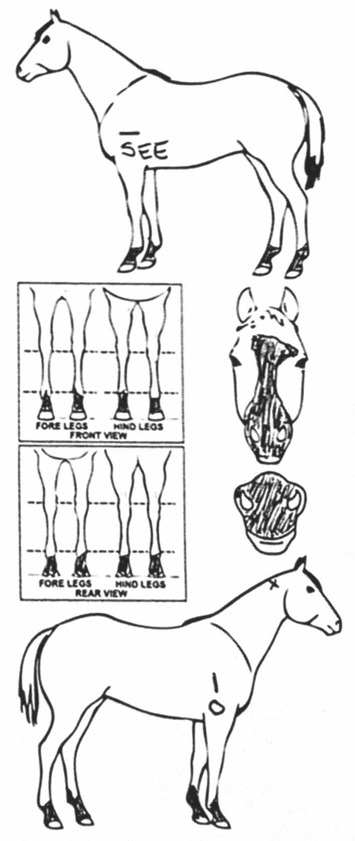 Animals Marking Image