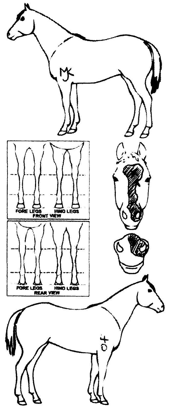 Animals Marking Image