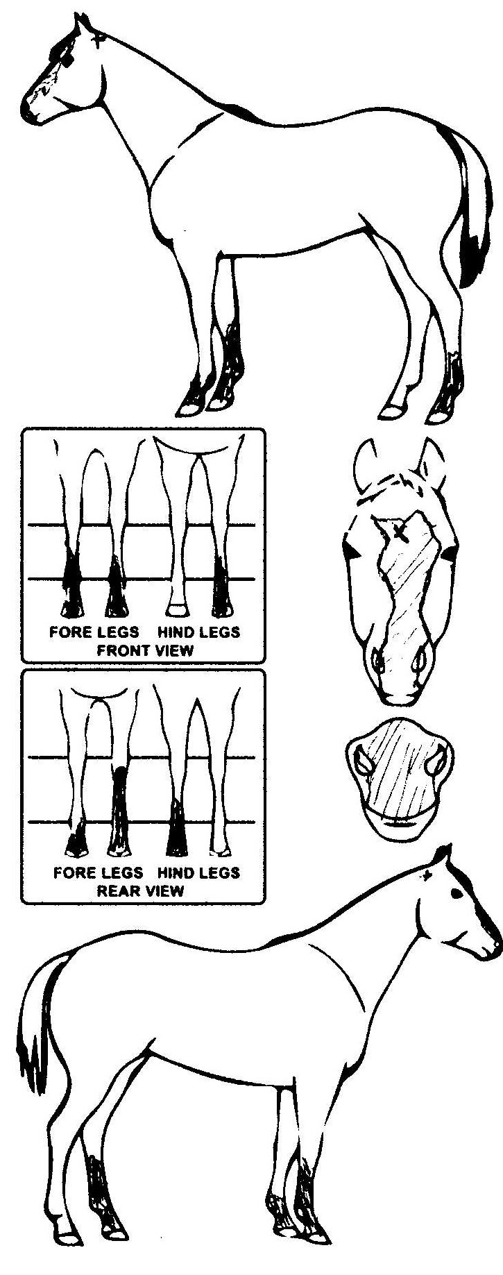 Animals Marking Image