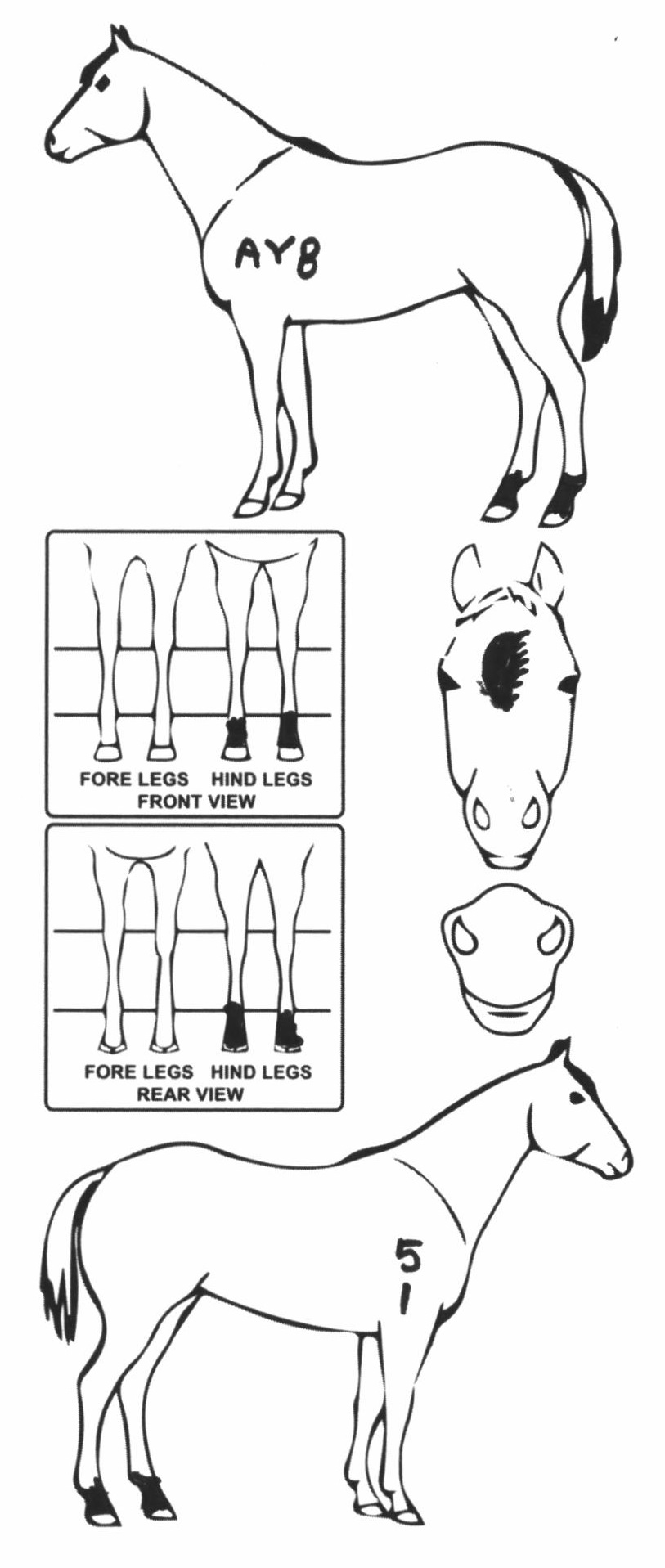 Animals Marking Image