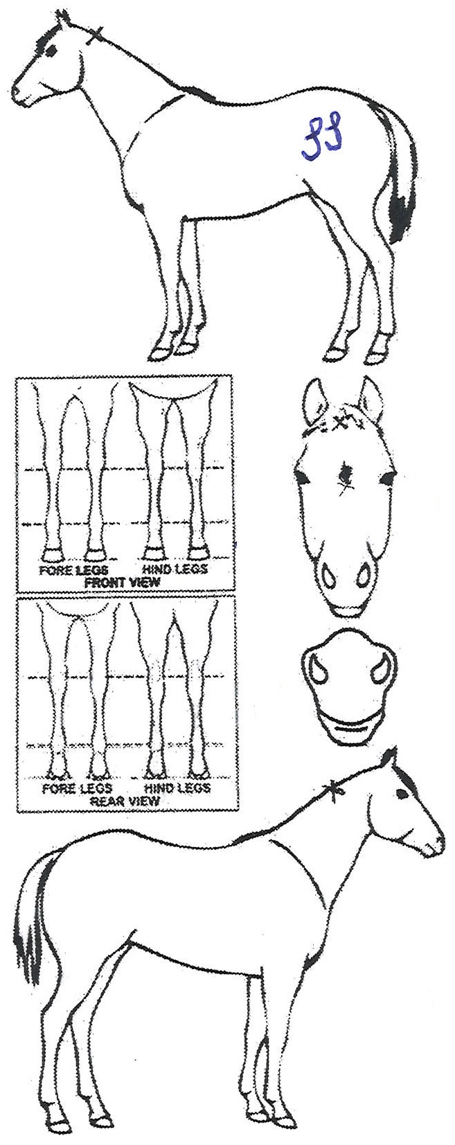 Animals Marking Image