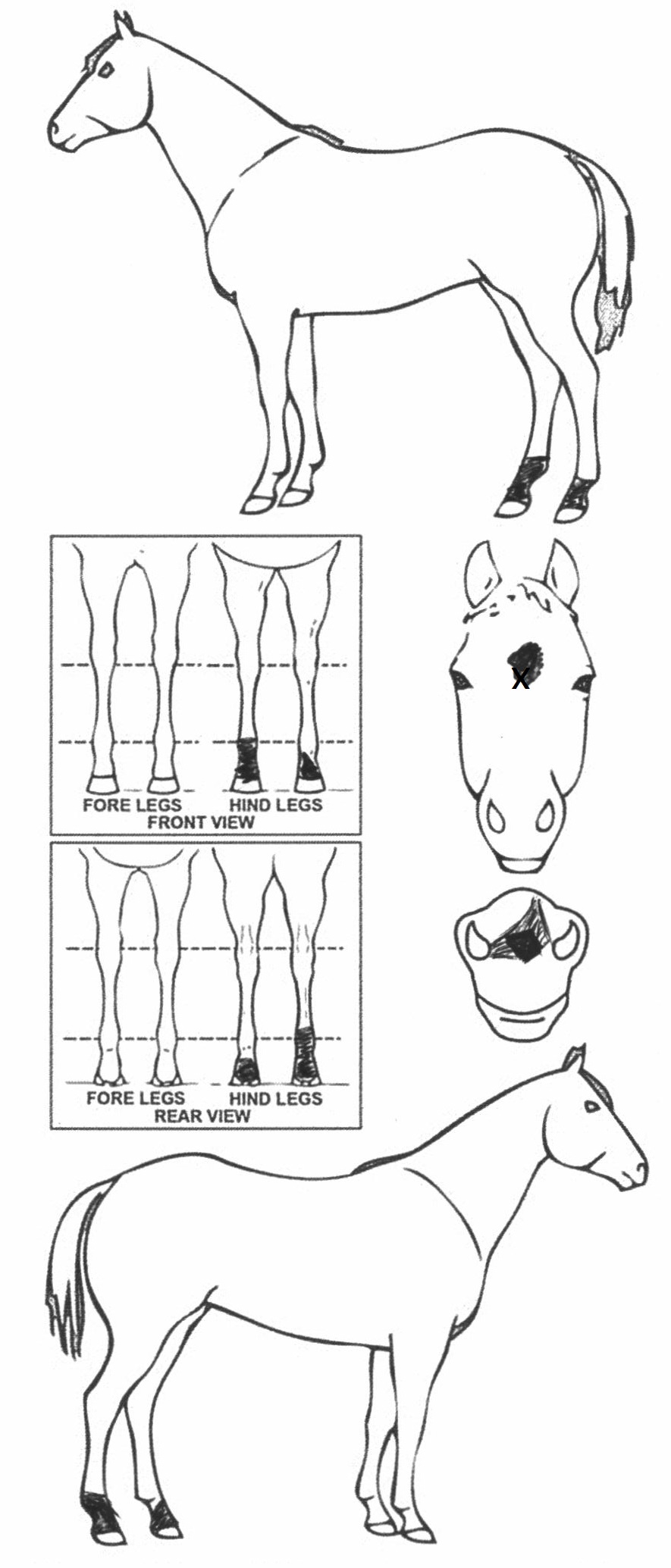 Animals Marking Image