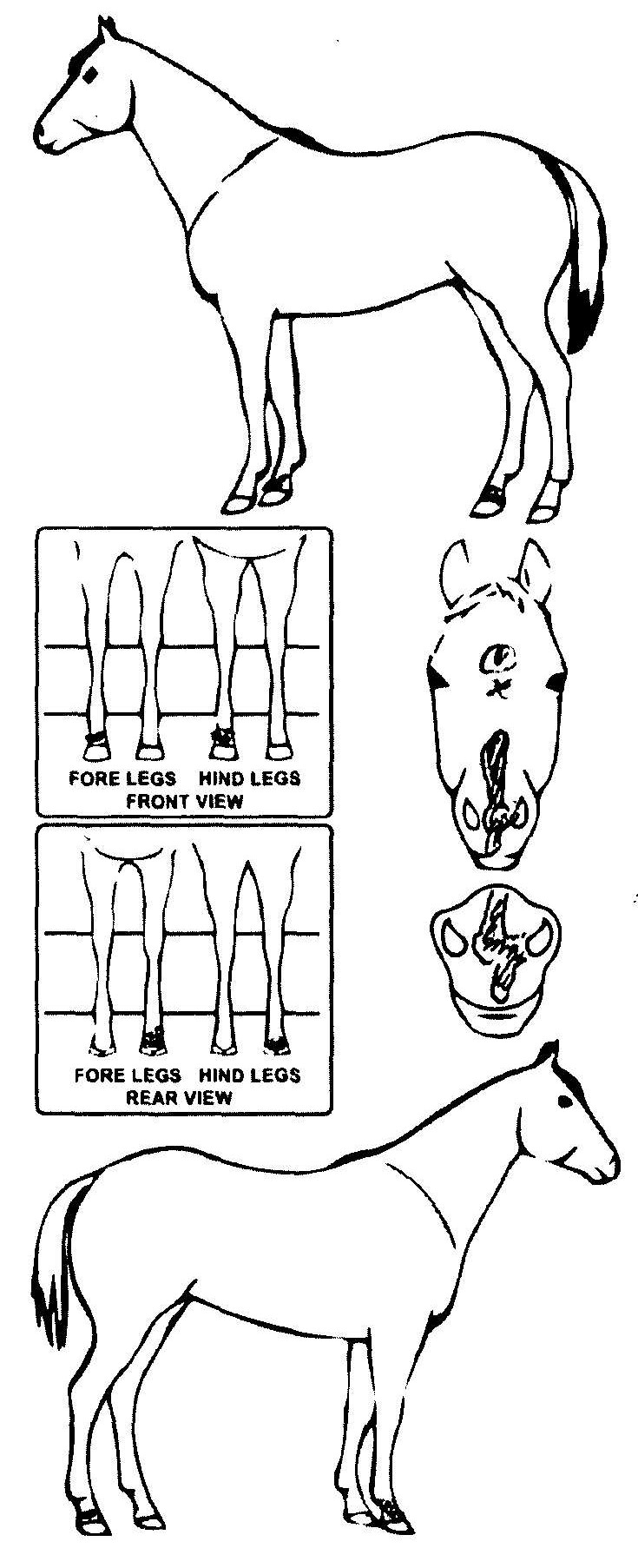 Animals Marking Image