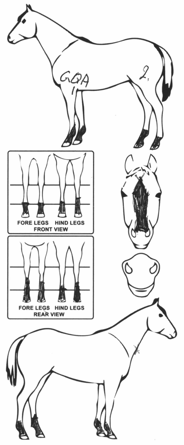 Animals Marking Image