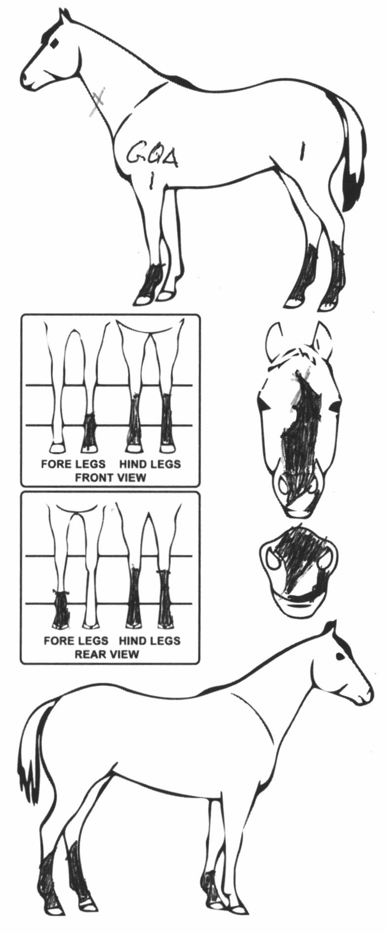 Animals Marking Image