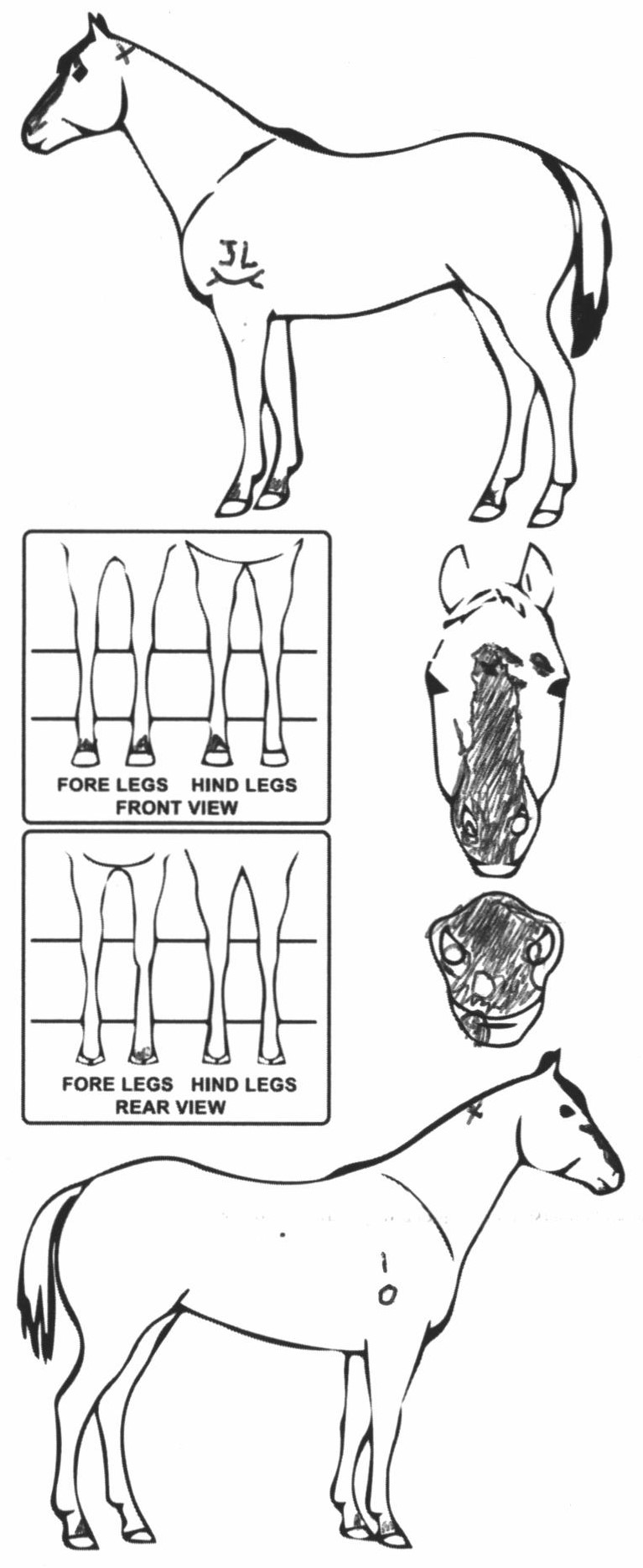 Animals Marking Image