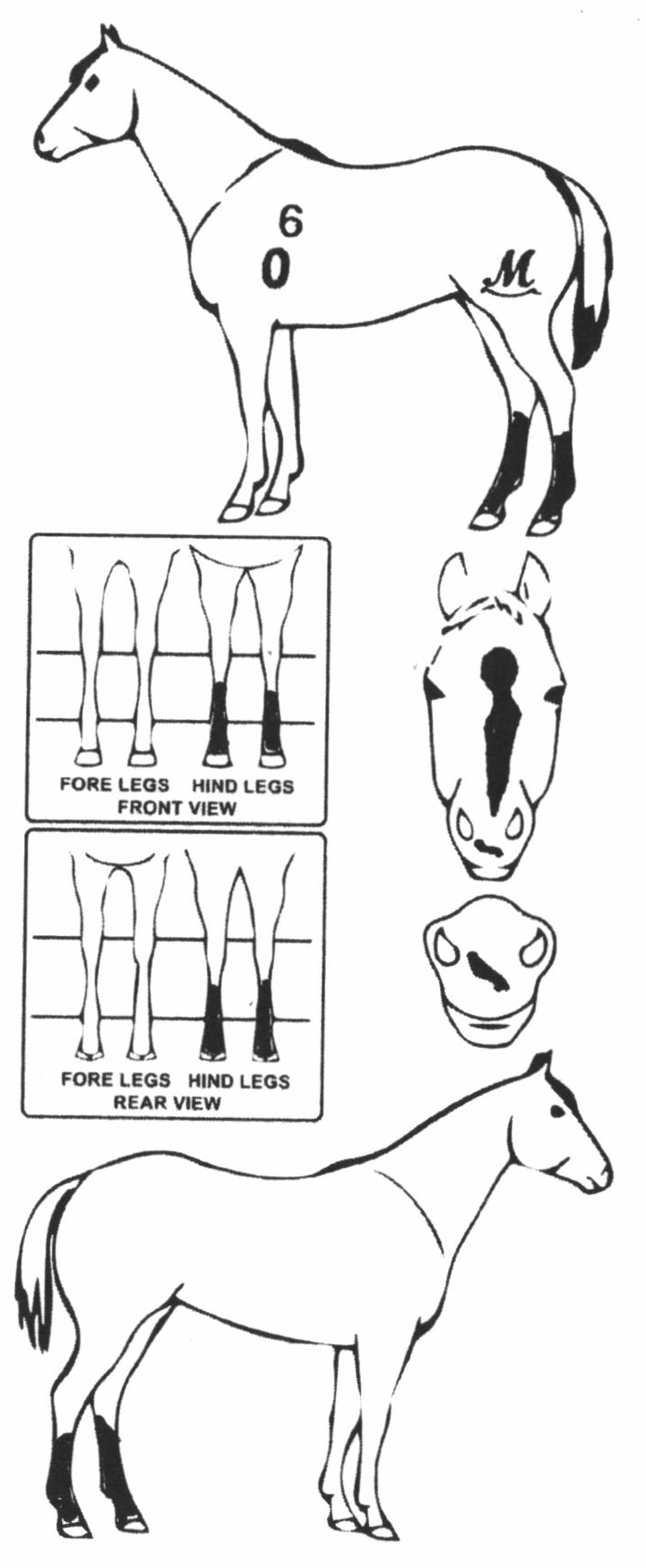 Animals Marking Image