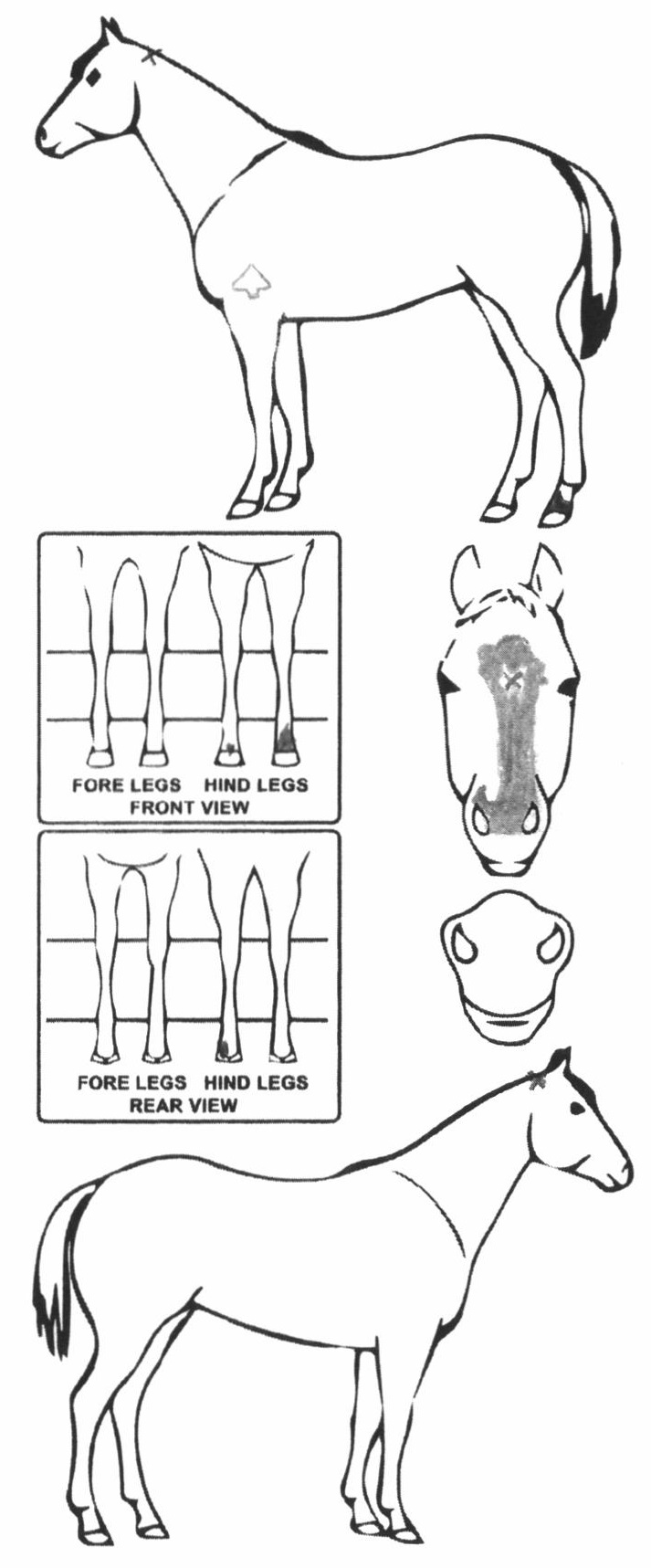 Animals Marking Image