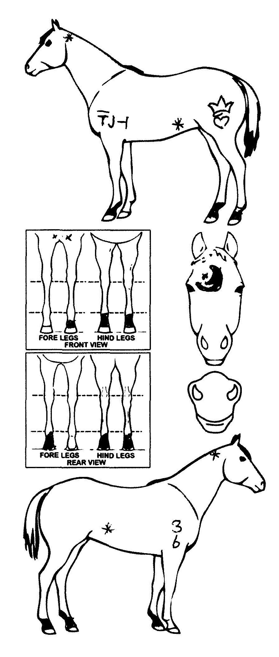 Animals Marking Image