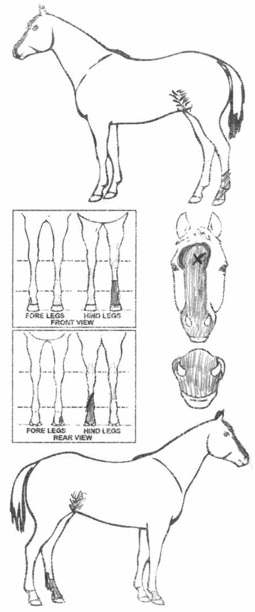 Animals Marking Image