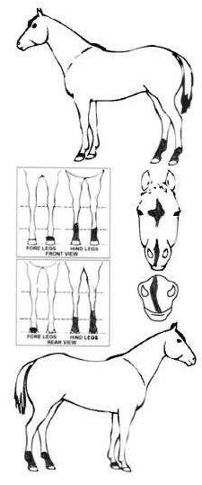 Animals Marking Image