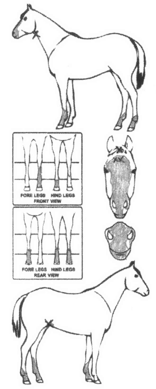 Animals Marking Image