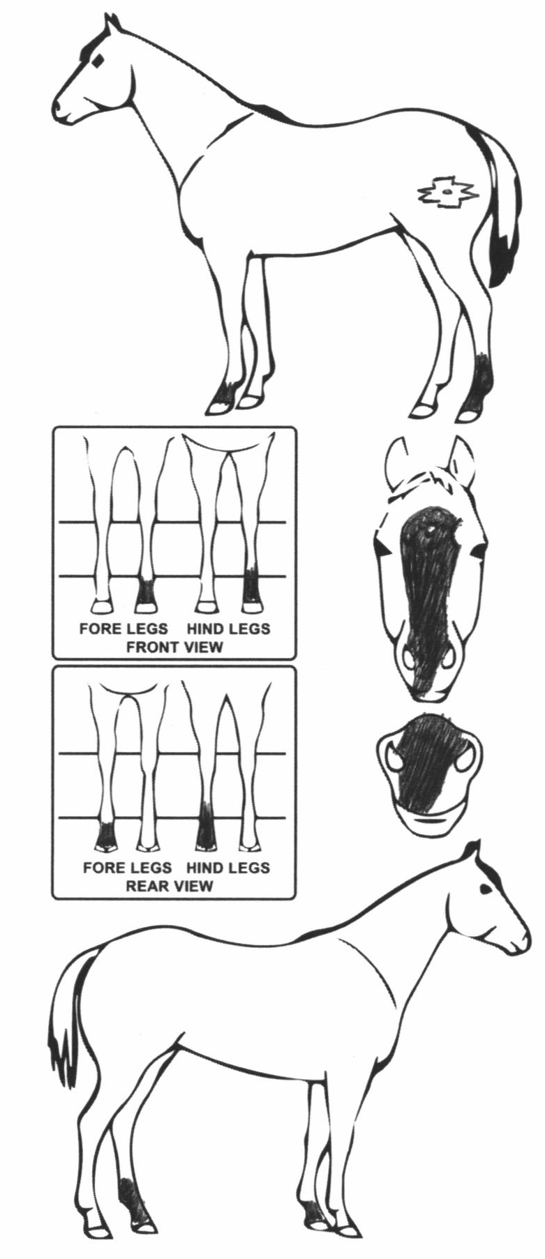 Animals Marking Image