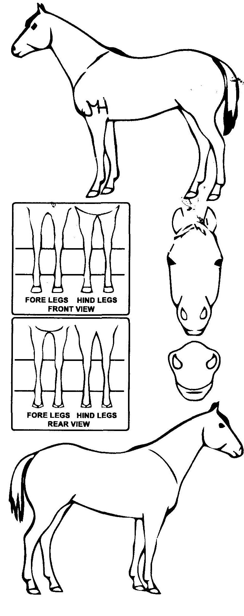 Animals Marking Image