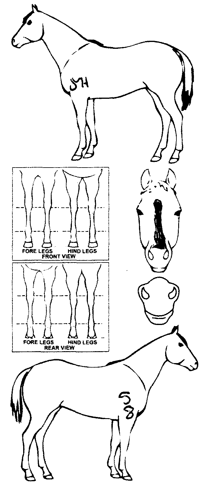 Animals Marking Image