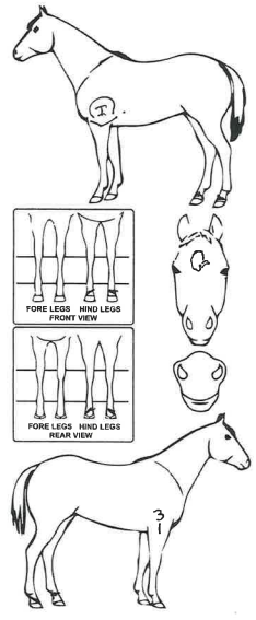 Animals Marking Image