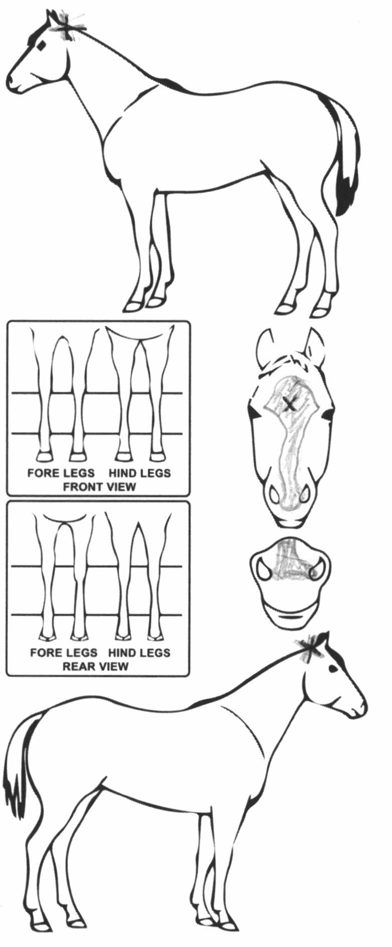 Animals Marking Image