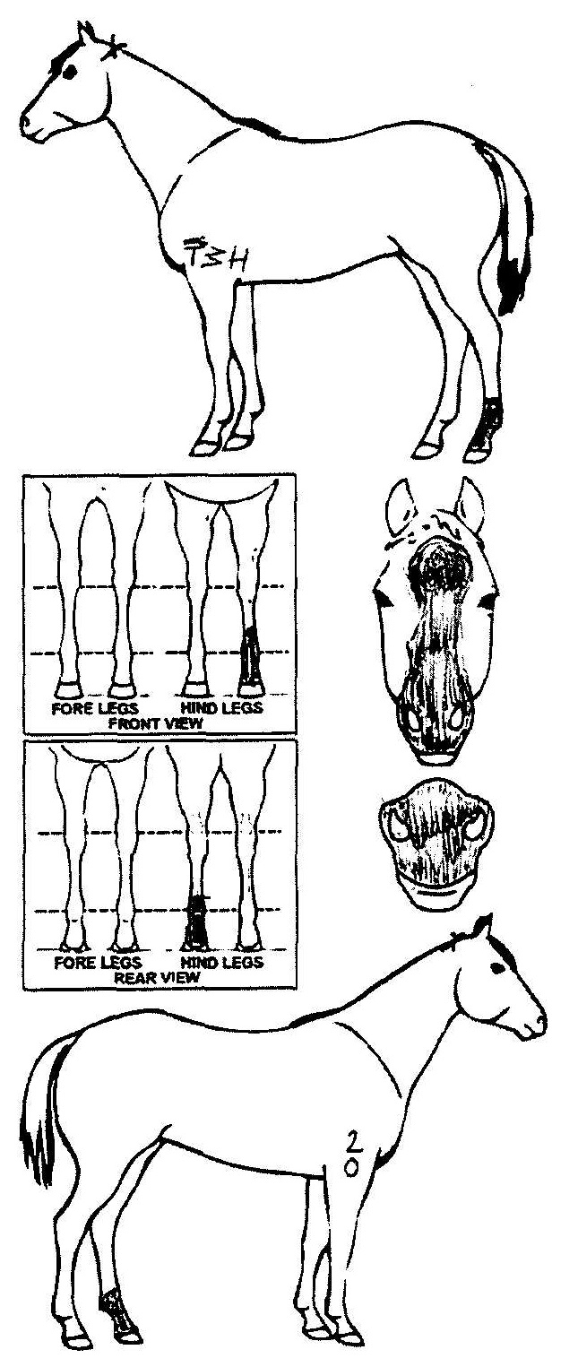 Animals Marking Image