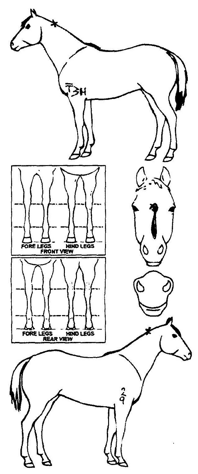 Animals Marking Image