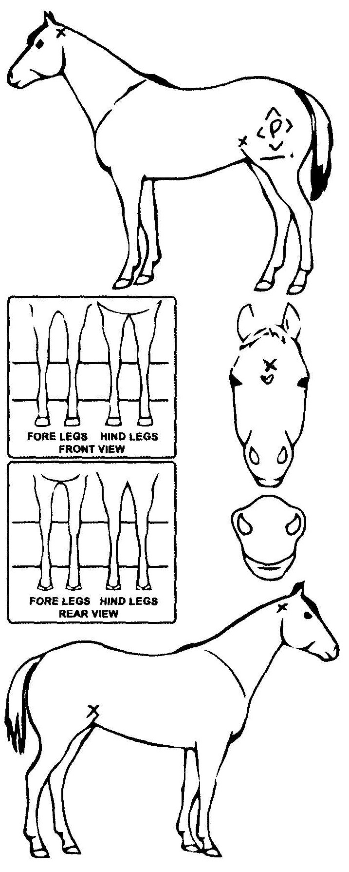 Animals Marking Image