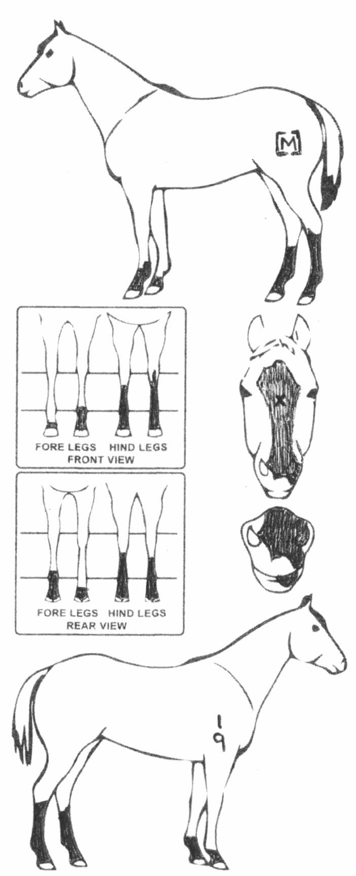 Animals Marking Image