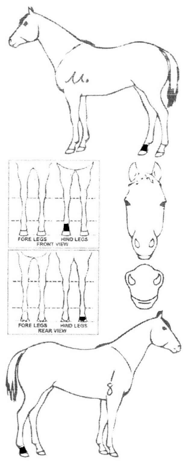 Animals Marking Image