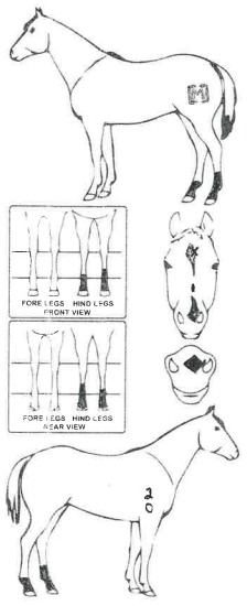 Animals Marking Image