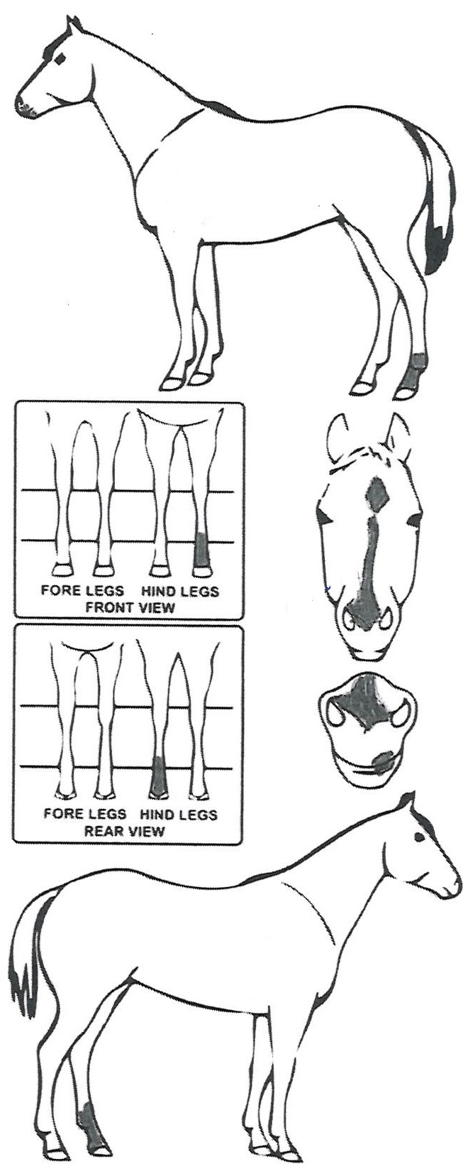 Animals Marking Image