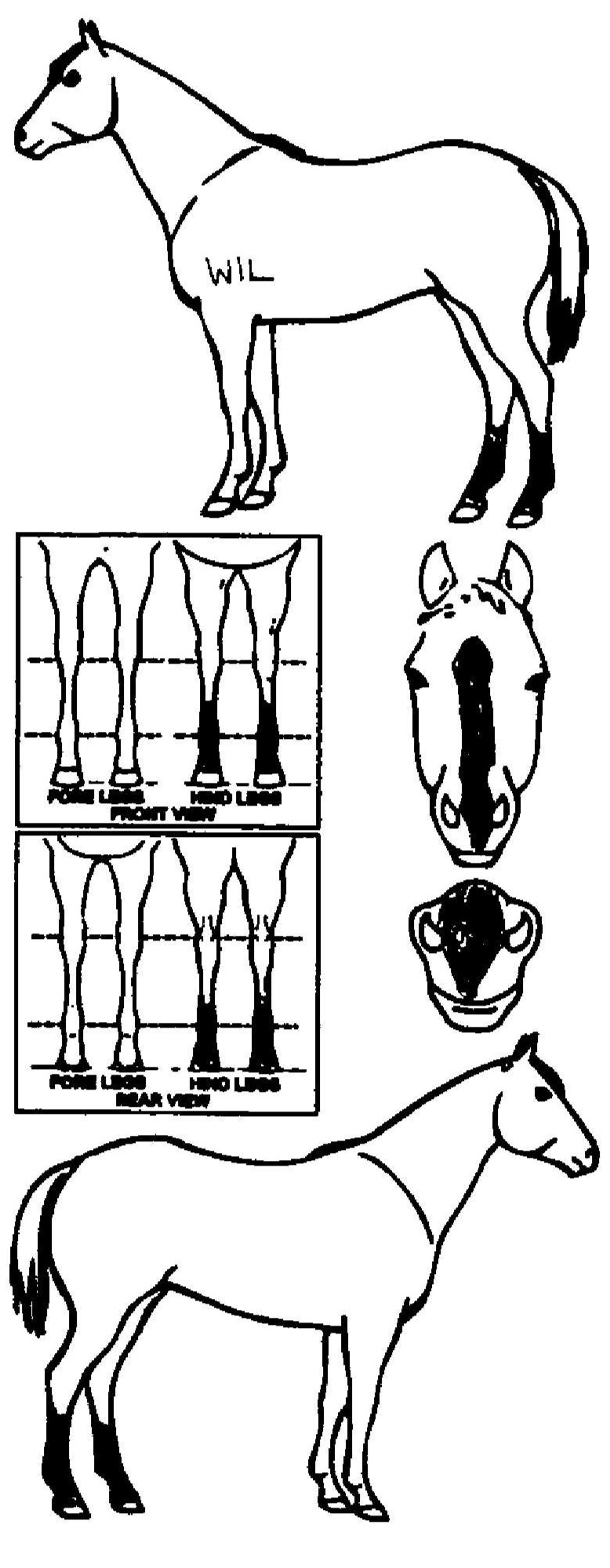 Animals Marking Image