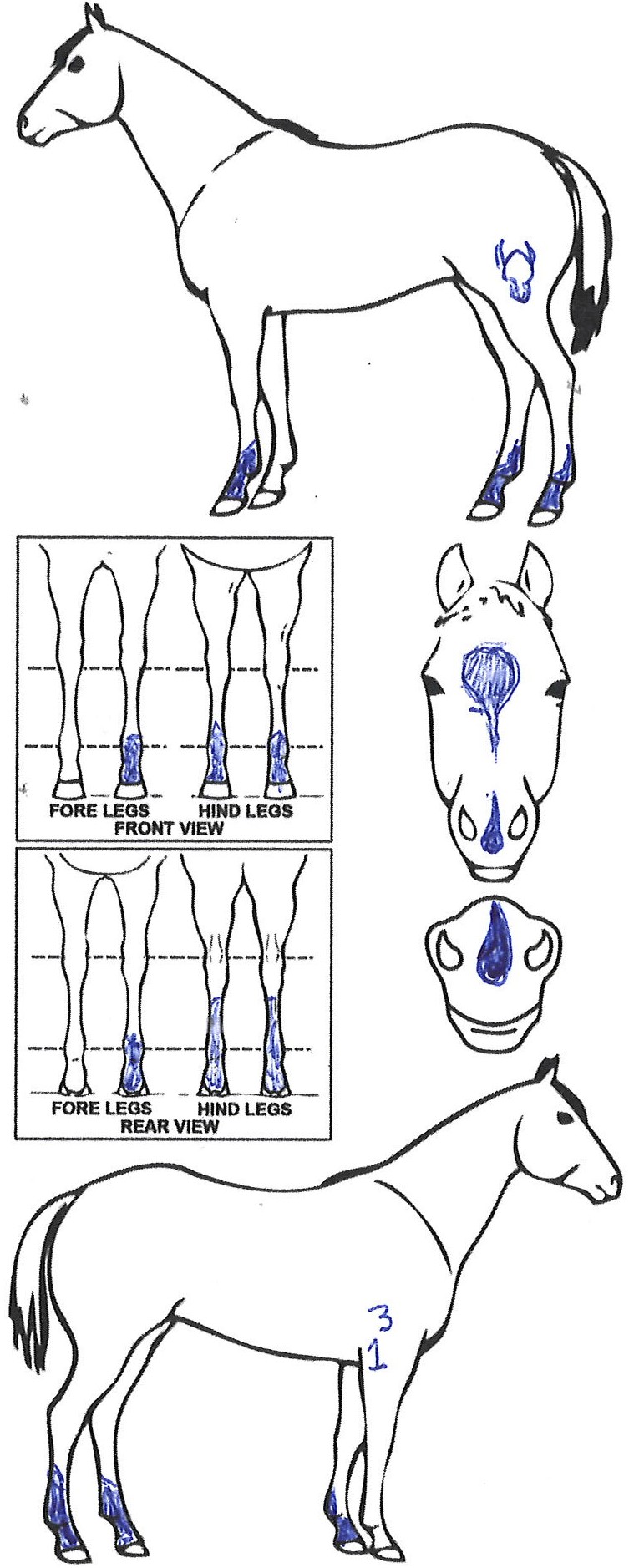 Animals Marking Image