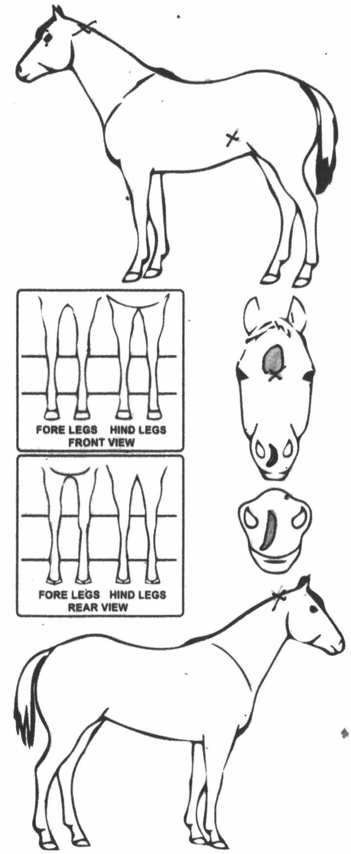 Animals Marking Image