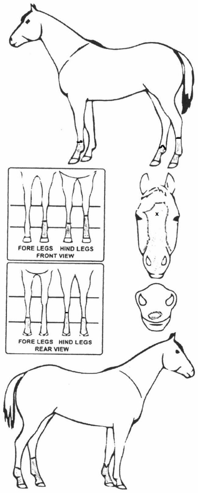 Animals Marking Image